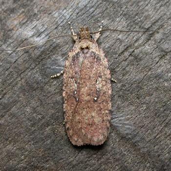 Agonopterix ciliella