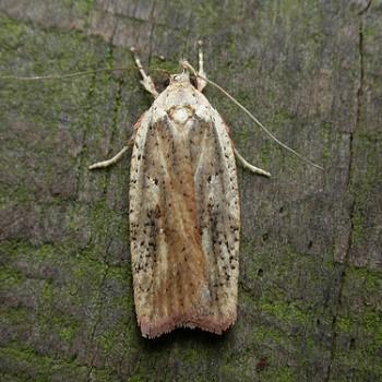 Agonopterix nervosa