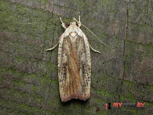 Agonopterix nervosa