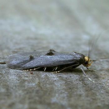 Spuleria flavicaput