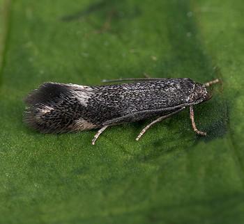 Elachista humilis