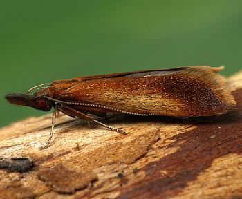 Dichomeris ustalella