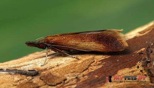 Dichomeris ustalella