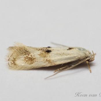 Elachista maculicerusella