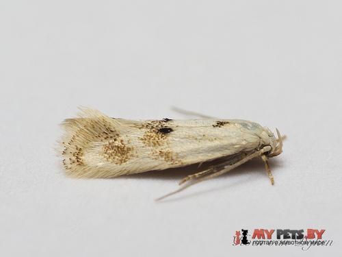 Elachista maculicerusella