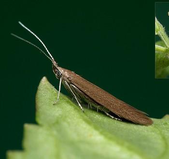 Coleophora lusciniaepennella