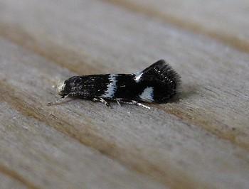 Elachista albifrontella