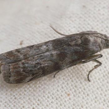 Agonopterix astrantiae