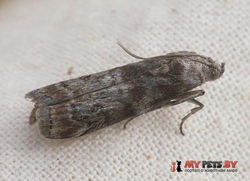Agonopterix astrantiae