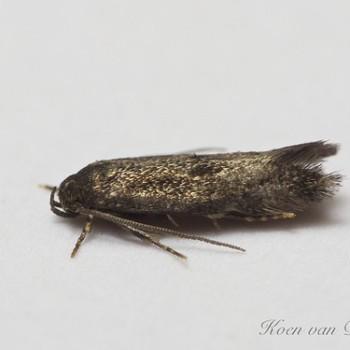 Elachista exactella