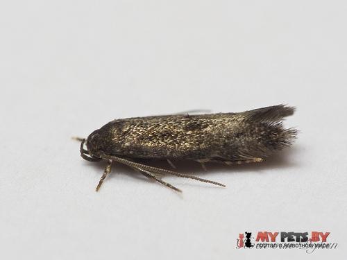 Elachista exactella