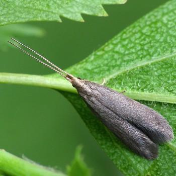 Coleophora spinella