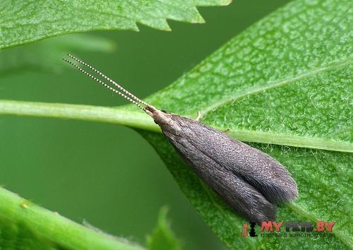 Coleophora spinella