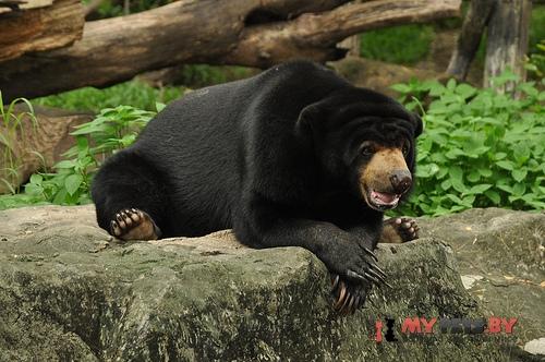 Helarctos malayanus