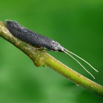 Coleophora prunifoliae