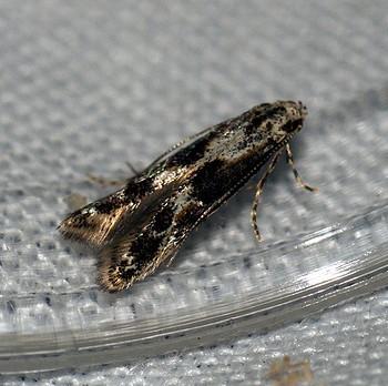 Blastodacna hellerella