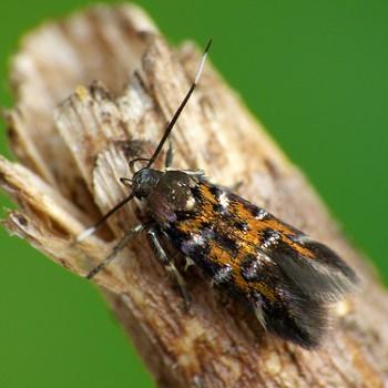 Pancalia leuwenhoekella