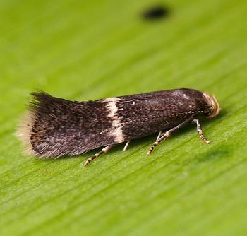 Elachista obliquella