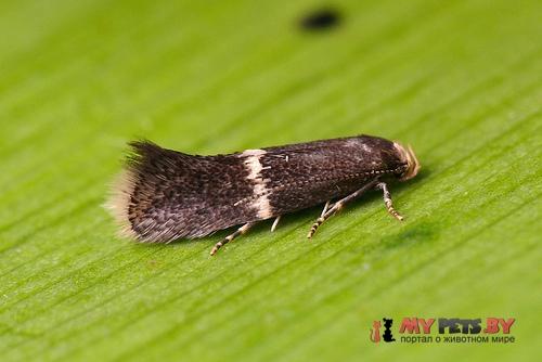 Elachista obliquella