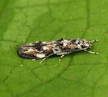 Dystebenna stephensi