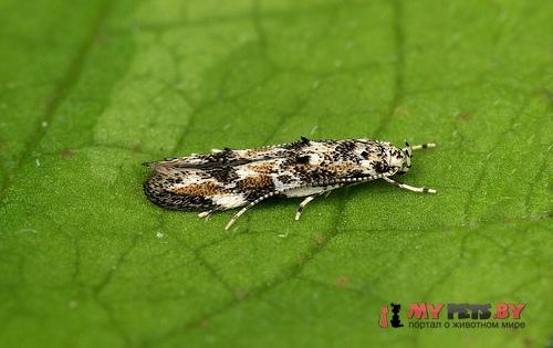 Dystebenna stephensi