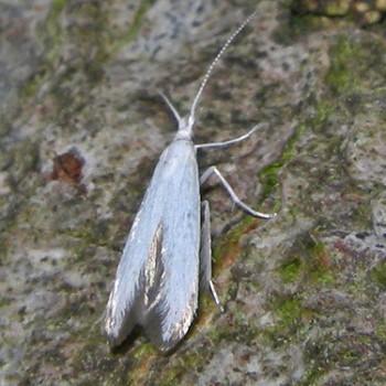 Coleophora kuehnella
