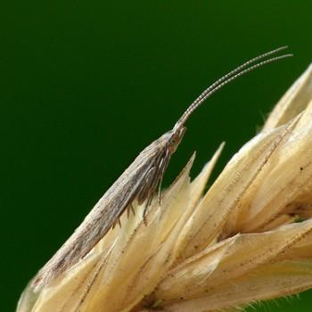 Coleophora saxicolella