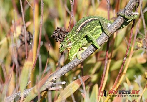 Bradypodion pumilum