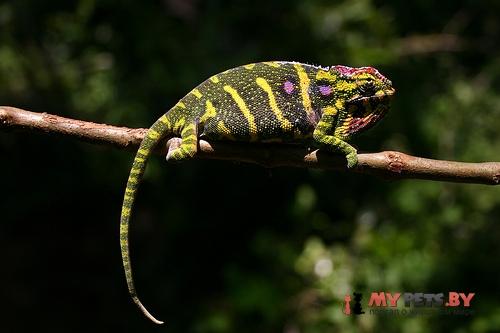 Furcifer minor