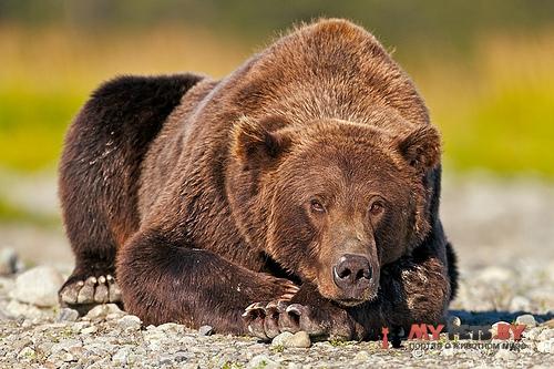 Ursus arctos arctos