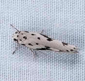 Ethmia zygospila