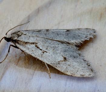 Semioscopis avellanella