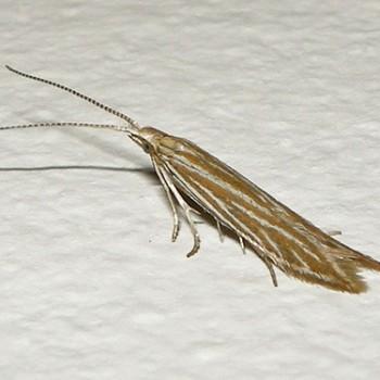 Coleophora follicularis