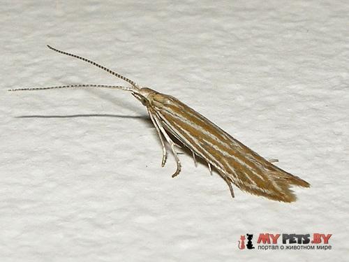 Coleophora follicularis