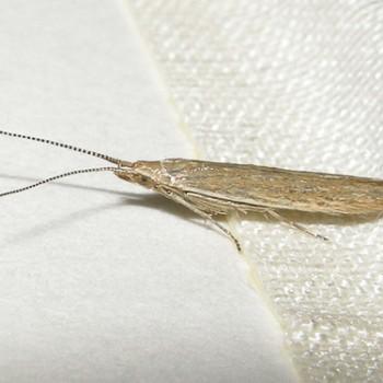 Coleophora sternipennella