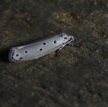 Ethmia octanoma