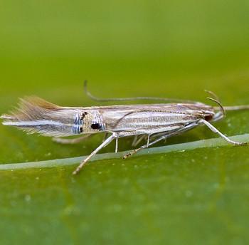 Cosmopterix lienigiella