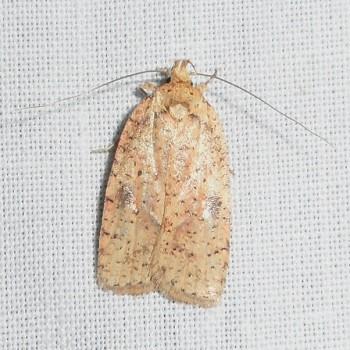 Agonopterix flavicomella