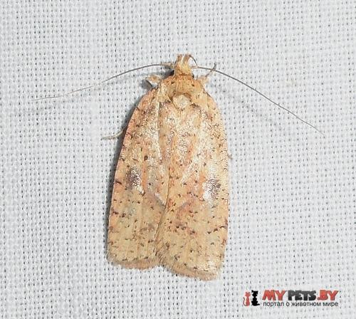 Agonopterix flavicomella