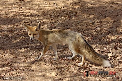 Vulpes rueppellii