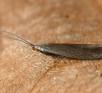 Coleophora gryphipennella