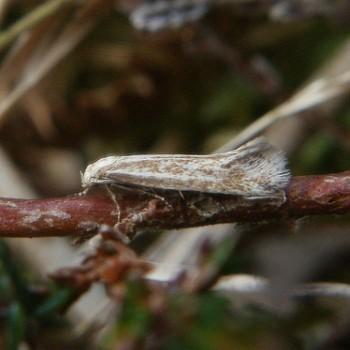 Elachista rufocinerea