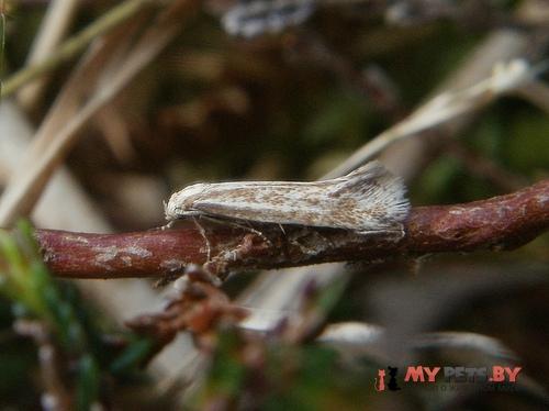 Elachista rufocinerea