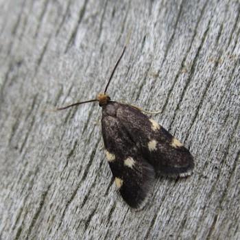 Telechrysis tripuncta