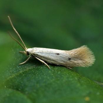 Elachista triatomea