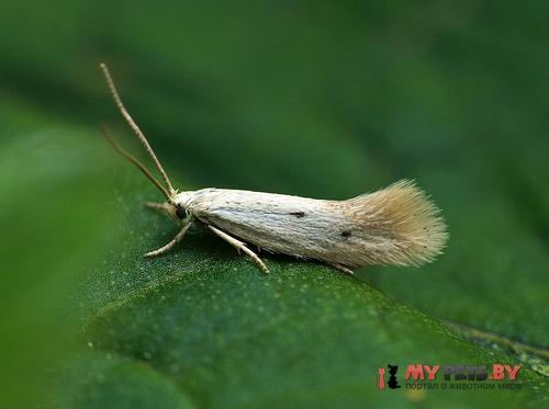Elachista triatomea