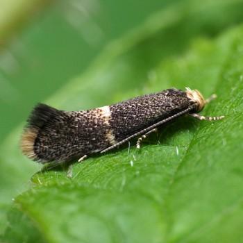 Elachista adscitella