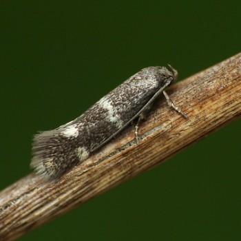 Elachista kilmunella