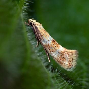 Elachista subocellea