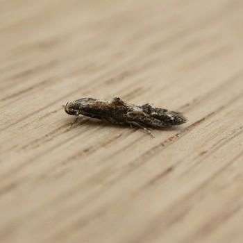 Blastodacna atra